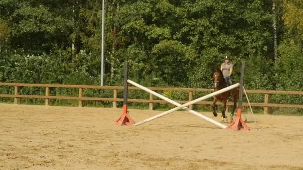 Petersburg Rusland Augustus 2019 Springende Vrouwelijke Jockey Springt Hindernissen Een — Stockvideo