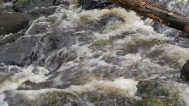 Crossing Fast Mountain Stream Slippery Stones Camera Motion — Stock Video