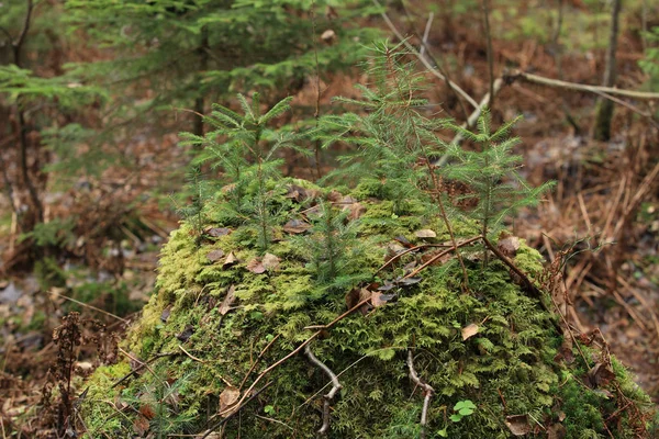 Weinig fir tree — Stockfoto