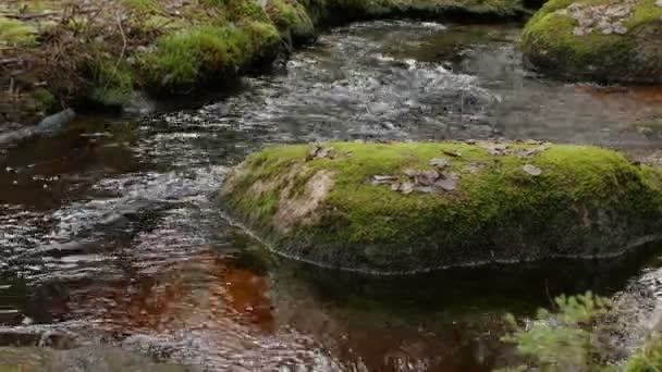 Ruisseau Avec Grandes Pierres Écume Verte Envahi Panorama — Video