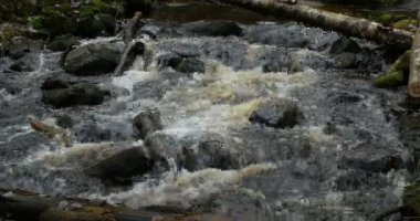 Ormandaki dere taşı nehri.