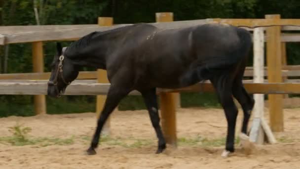 Czarny Koń Spacerujący Padoku Śledzący Strzał — Wideo stockowe