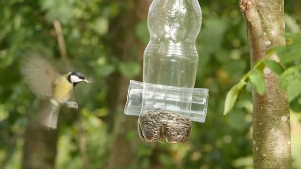 Titmouse Feeder Sunflower Seed Slow Motion — Stock video