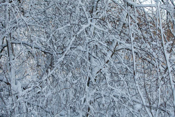 毛茸茸的白雪落在树枝上 — 图库照片