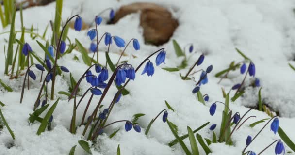 Scilla kék virágok fagyasztott fehér hó, közelkép