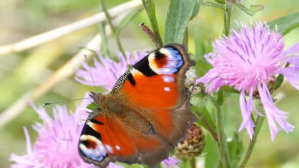 Belo Olho Pavão Borboleta Brilhante Nas Flores — Vídeo de Stock