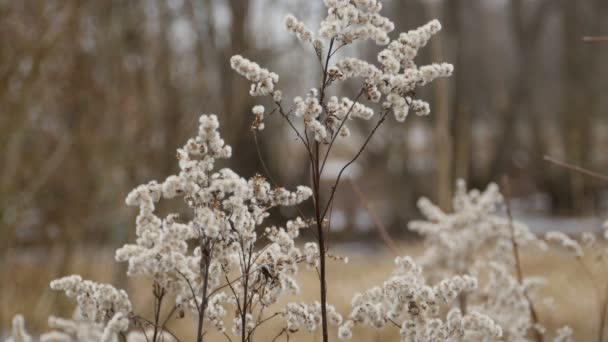 Droge Pluizige Stengels Herfst Landschap — Stockvideo