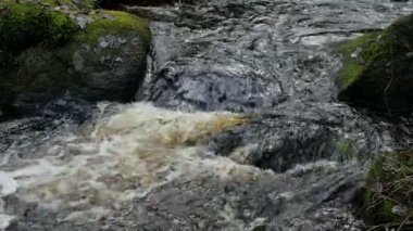 Taşların arasında yuvarlanan yeşil yosun, yakın çekim, yavaş çekim