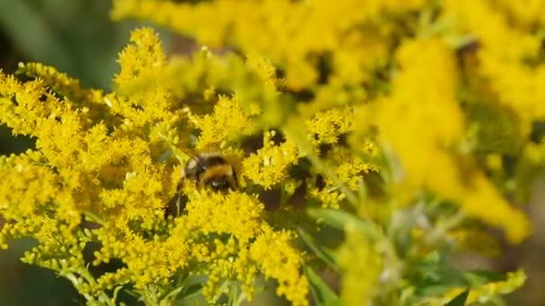 Large Striped Shaggy Bumblebee Drinks Nectar Yellow Flowers Close — Stock Video