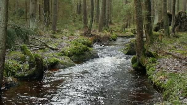 Skog Flod Panorama Vackert Landskap Slow Motion — Stockvideo