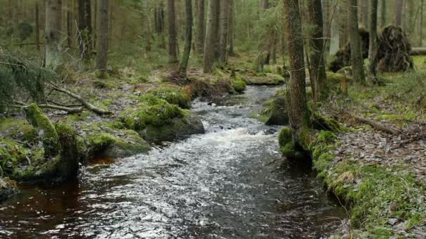 森の川の美しい風景スローモーション — ストック動画