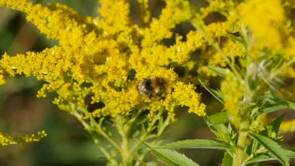 Large Striped Shaggy Bumblebee Yellow Flowers — Stock Video