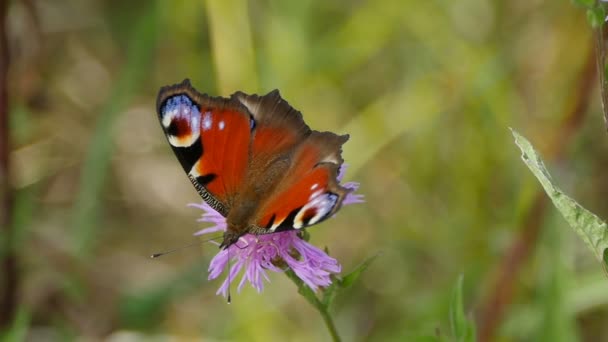 Όμορφη Φωτεινή Πεταλούδα Παγώνι Μάτι Για Λουλούδια Κοντά Στο — Αρχείο Βίντεο