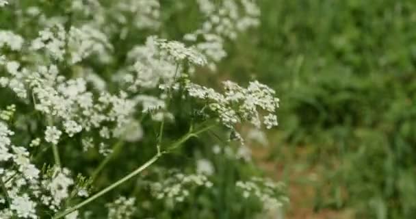 Białe Kwitnące Kwiaty Cykuty Trujące Rośliny — Wideo stockowe