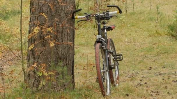 Bicicleta Lado Velho Pinheiro — Vídeo de Stock