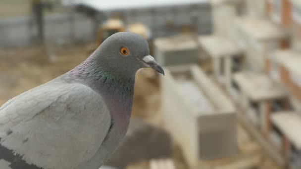 She Blue Gray Dove Sitting Looking Harbinger Close — Stock Video