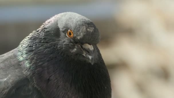 비둘기의 머리를 가까이에서 바라본다 — 비디오