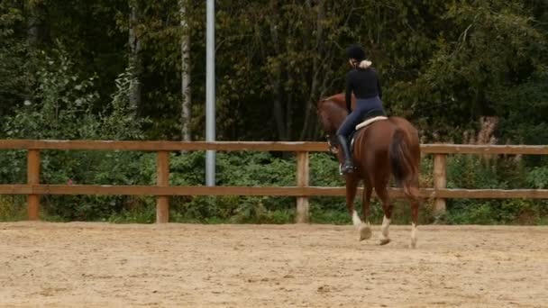 Petersburg Rusland Augustus 2019 Ruiter Een Paard Tracking Focus Slow — Stockvideo