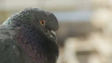 Dalgalı tüylü gri güvercin, yaklaş.