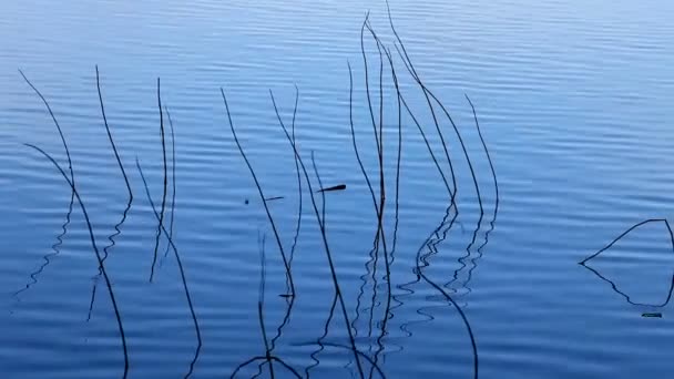 Bare Stems Plants Blue Water Lake Background — Stock Video