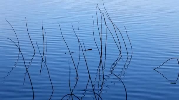 Gambi Nudi Piante Acqua Azzurra Uno Sfondo Lago — Video Stock