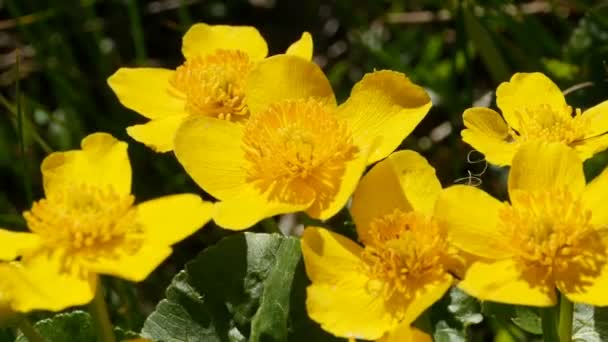 Bright Yellow Flowers Spring Primroses Marsh Marigold Panorama Close — Stock Video