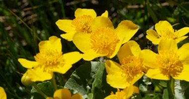 Bahar sarısı çiçek kadife çiçeği.