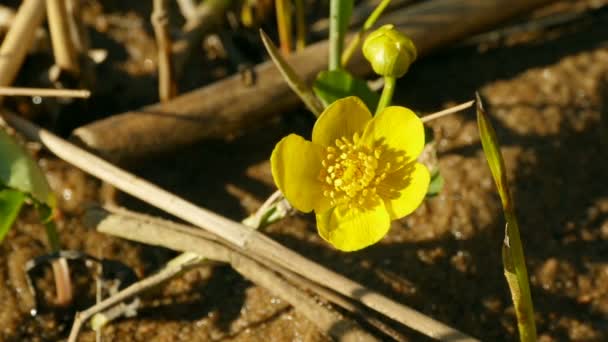 Yellow Flowers Marsh Marigold — Stock Video