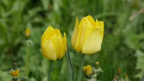Żółte Tulipany Zielonym Tle Blisko — Wideo stockowe