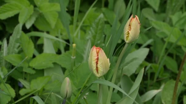 Fleurs Boutons Tulipes Avec Pétales Dentelés Close — Video