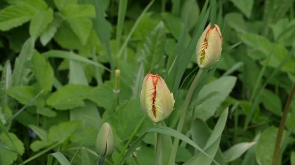 Flores Tulipas Botões Com Pétalas Serrilhadas Close — Vídeo de Stock