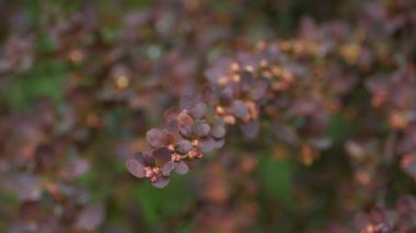 Kırmızı yapraklı böğürtlen.