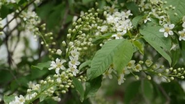 Beyaz çiçekli çiçek açan kiraz ağacı.