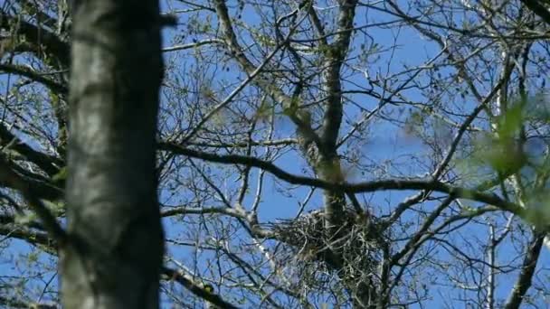 corbeau nourrit les poussins dans le nid 