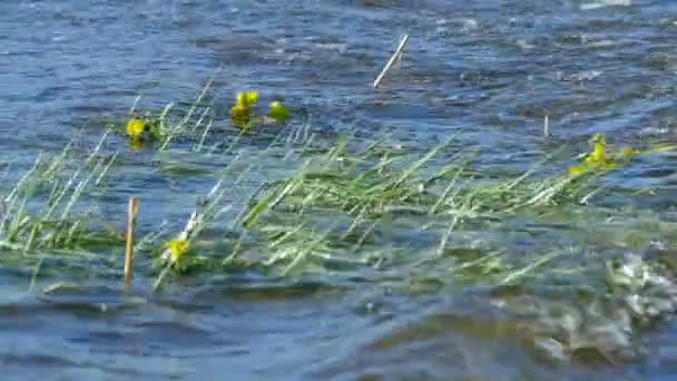 Yellow Flower Marsh Marigold Floods Water — Stock Video