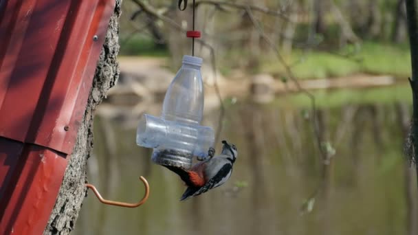 Bosque Pica Pau Alimenta Sementes Alimentador Câmera Lenta — Vídeo de Stock