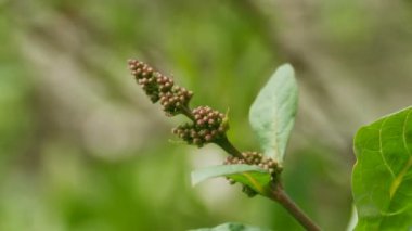 Dal ağacında tomurcukları olan leylak filizi.