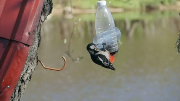 啄木鸟以种子为食 动作缓慢 — 图库视频影像