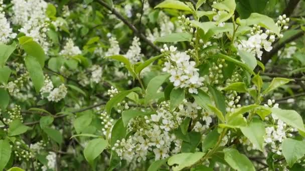 Aroma Embriagador Cereza Ave Floreciente — Vídeos de Stock