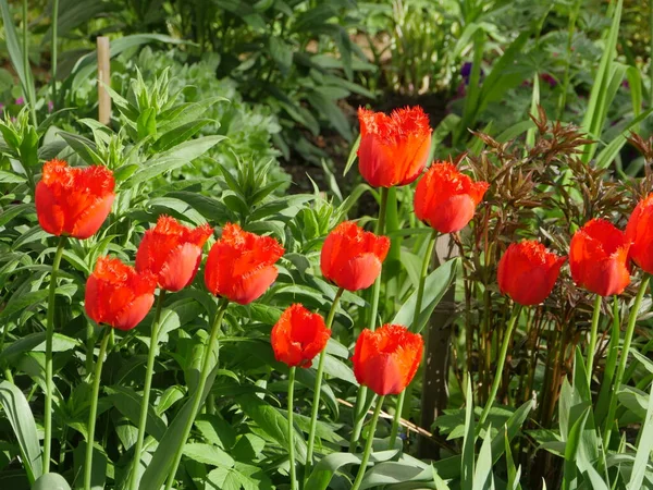 Красивый Красный Махровый Тюльпан Саду Панорама — стоковое фото