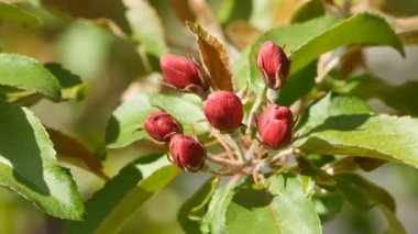 Kırmızı çiçek dalında tomurcuklanır.
