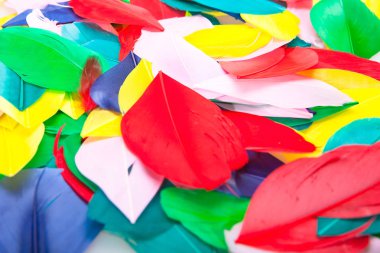 Çok renkli tüyler Close-Up