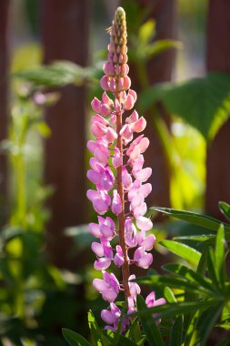 Pembe delphinium küçük bir Bahçe