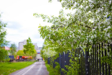 Beyaz çiçekler, yol ve bir bahar ağacının yeşil yaprakları.