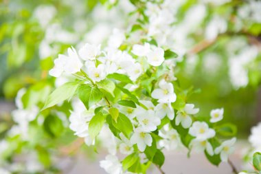 Güneşli bir günde, beyaz çiçekler ve yeşil yapraklar.