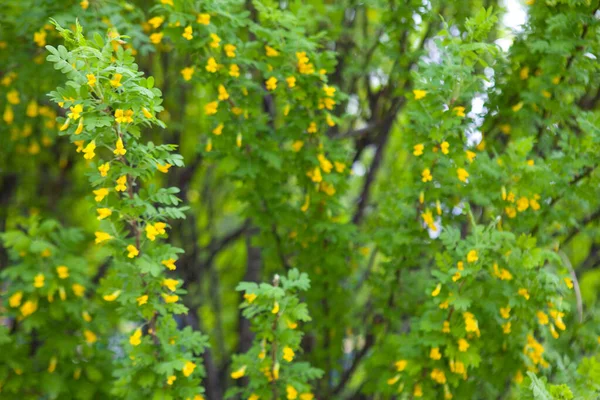Gelbe Blüten Und Grüne Blätter Eines Frühlingsbaumes — Stockfoto