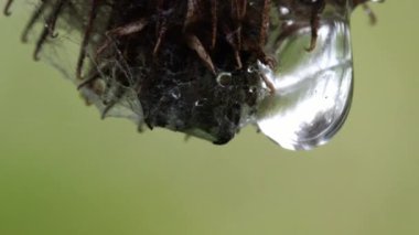 Yağmur damlası üstten alta