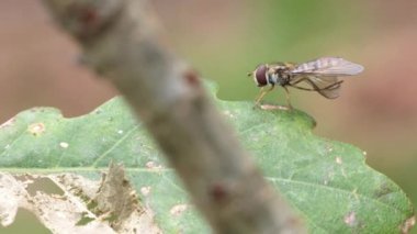 Bal arısı yaprak üzerinde