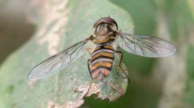 Bal arısı yaprak üzerinde