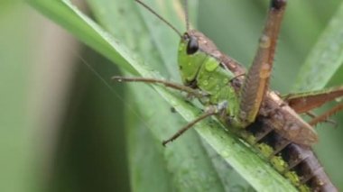Grasshopperon yaprak üzerinde